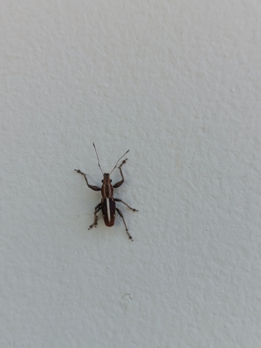 Naupactus mimicus