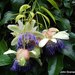 Passiflora popenovii - Photo (c) Johnocampo，保留部份權利CC BY-SA