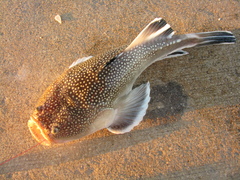 Astroscopus y-graecum