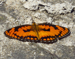 Byblia anvatara acheloia