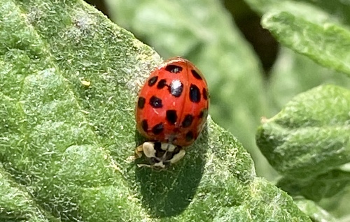 iNaturalist observation photo of Asian Lady Beetle