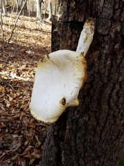 Pleurotus levis