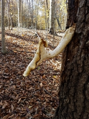 Pleurotus levis