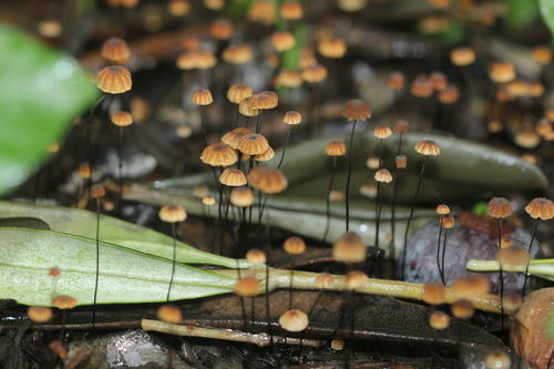 Marasmius corbariensis