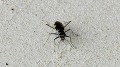 Hypaetha biramosa