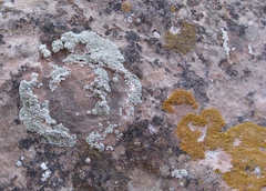 Xanthomendoza trachyphylla