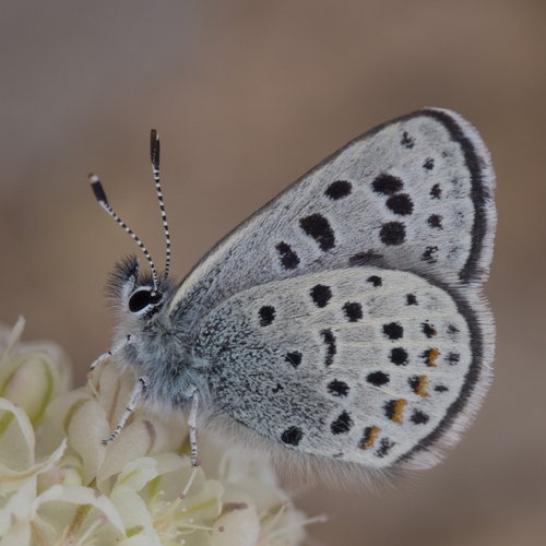 Euphilotes stanfordorum