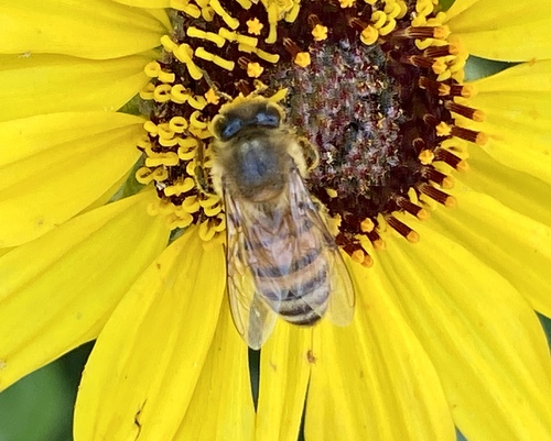 iNaturalist observation photo of Western Honey Bee