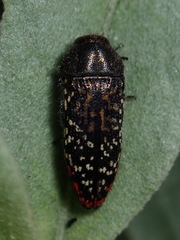 Acmaeodera haemorrhoa