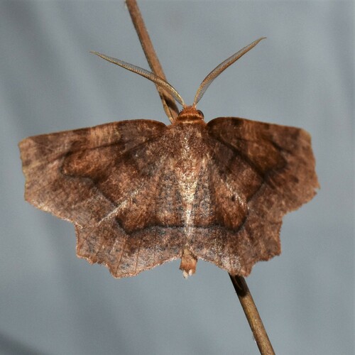 Purplish Metarranthis Moth photo 4