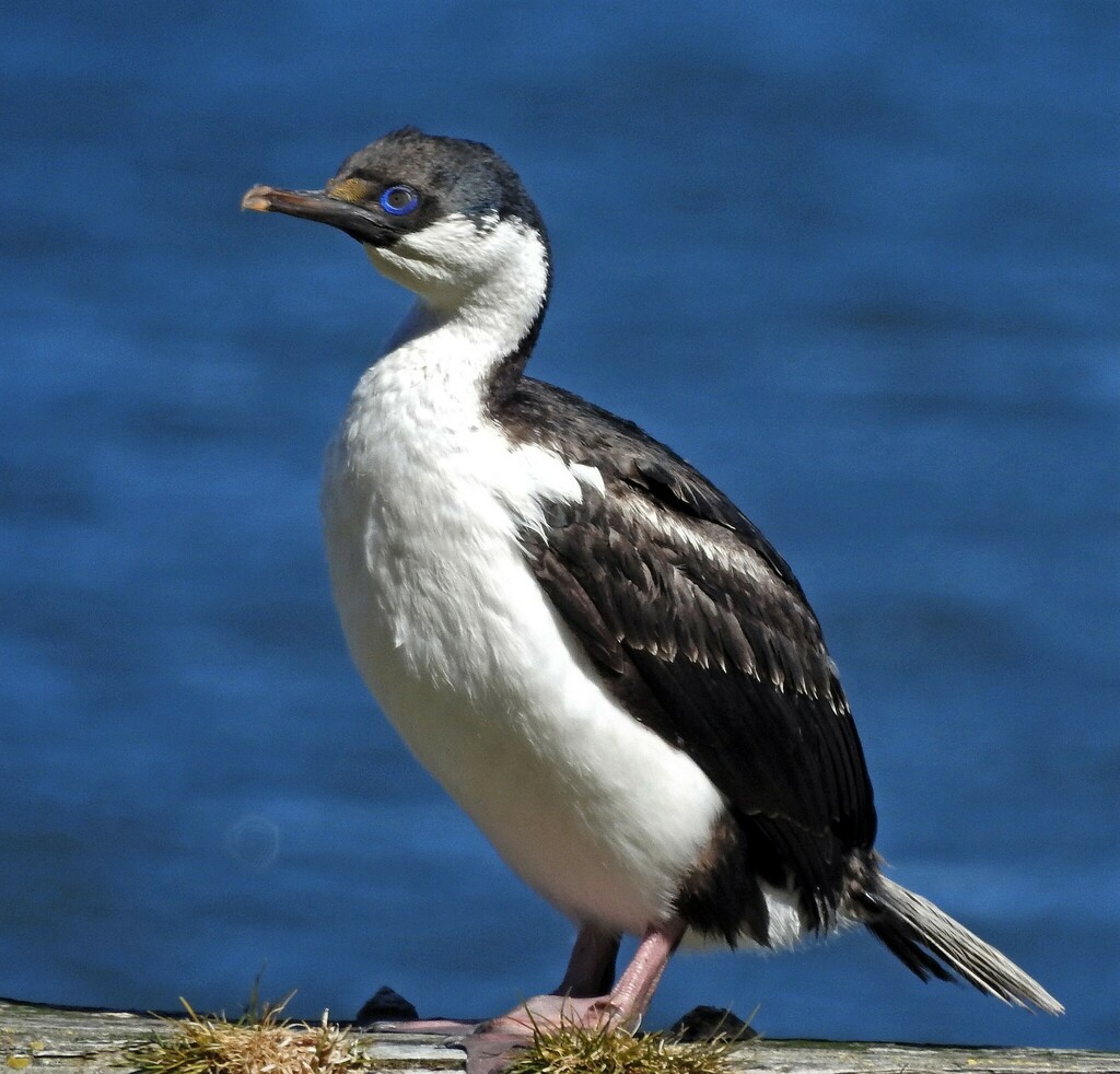 Leucocarbo georgianus