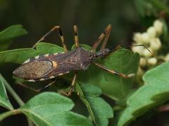 Zelus janus