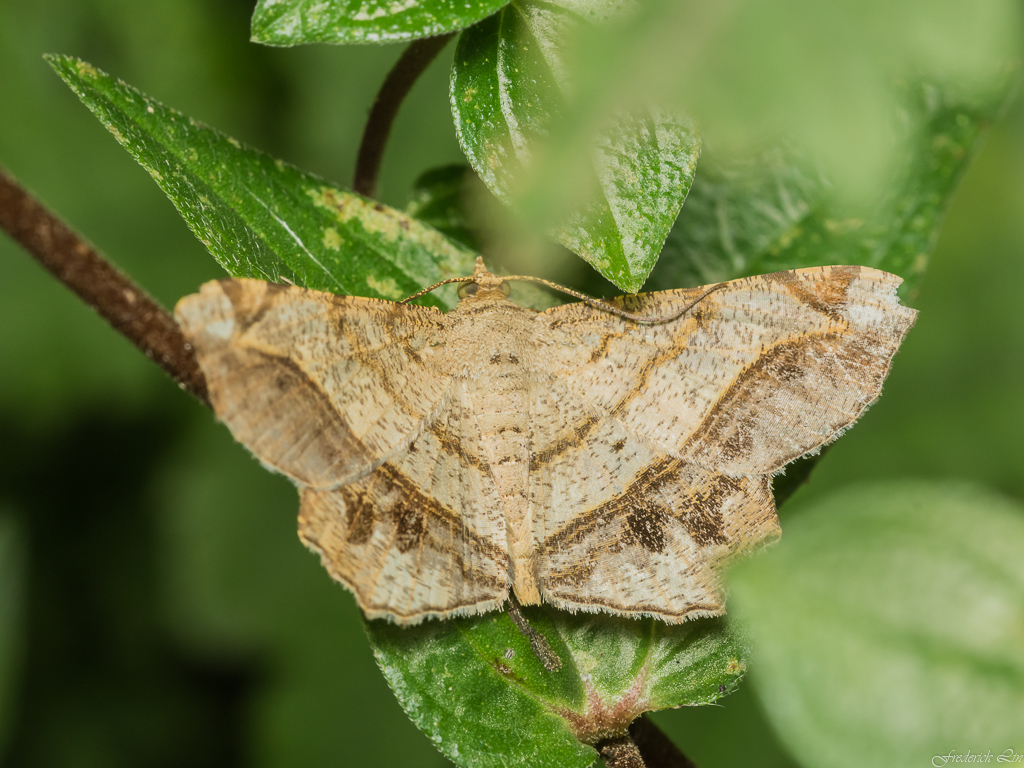 Chiasmia intermediaria