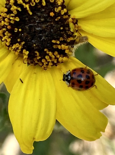 iNaturalist observation photo of Asian Lady Beetle