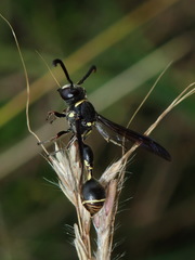 Zethus miscogaster