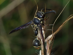 Zethus miscogaster