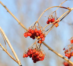 Viburnaceae