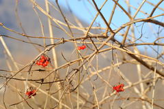 Viburnaceae