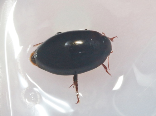 Platambus semivittatus