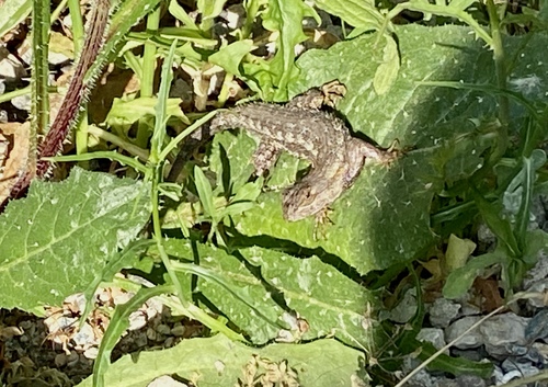 iNaturalist observation photo of Western Fence Lizard