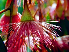 Eucalyptus leucoxylon