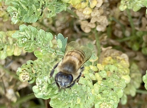 iNaturalist observation photo of Western Honey Bee