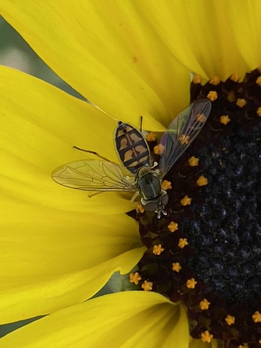 iNaturalist observation photo of Margined Calligrapher