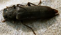 Arhopalus syriacus