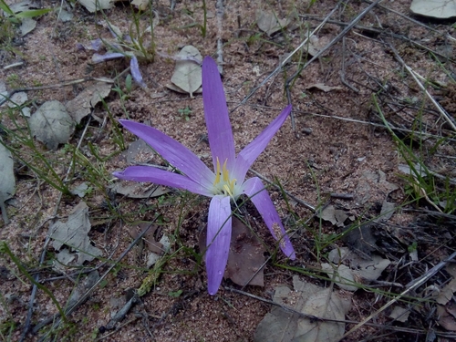 Colchicum image