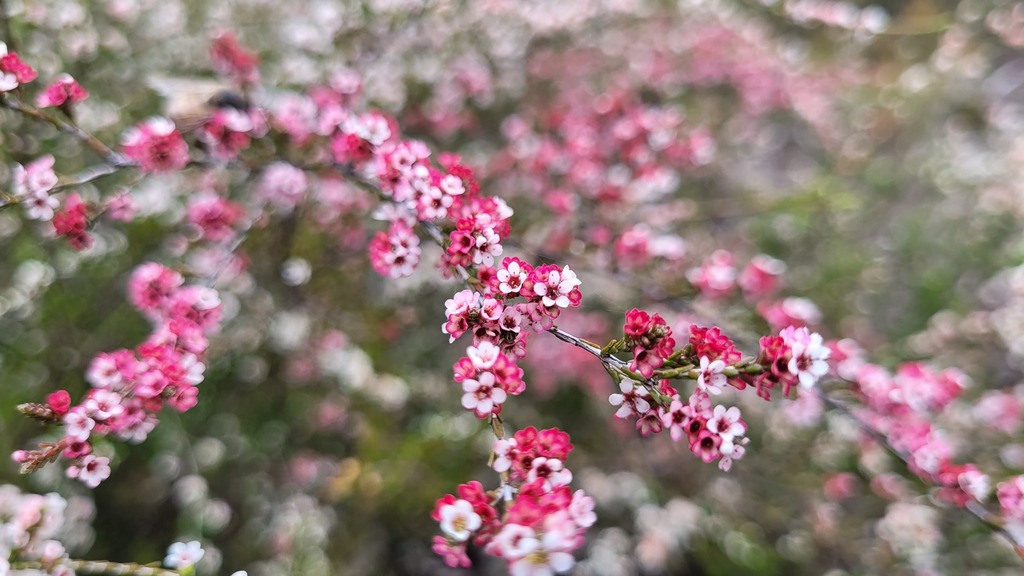 Micromyrtus sessilis