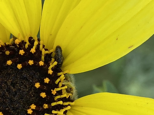 iNaturalist observation photo of Soft-winged Flower Beetles