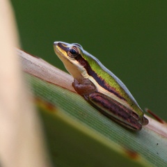 Litoria bicolor