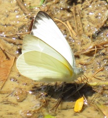 Appias epaphia contracta