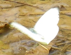 Appias epaphia contracta