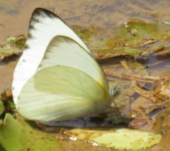 Appias epaphia contracta