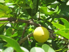 Ancylobothrys petersiana