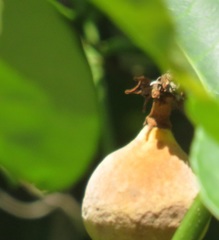 Ancylobothrys petersiana