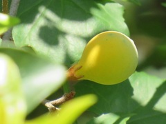 Ancylobothrys petersiana