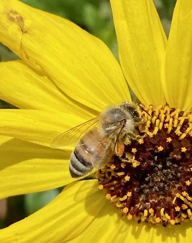 iNaturalist observation photo of Western Honey Bee