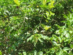 Ancylobothrys petersiana