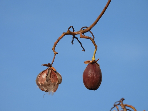 Silk cottontree (Cochlospermum vitifolium)