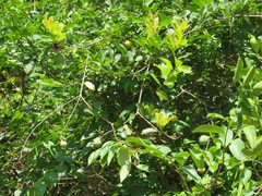 Ancylobothrys petersiana