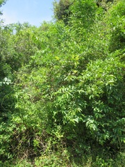 Ancylobothrys petersiana