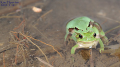 Hyla suweonensis