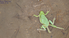 Hyla suweonensis