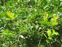 Ancylobothrys petersiana