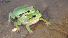 Hyla suweonensis