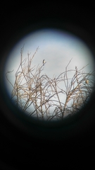 Aphelocoma californica