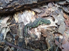 Triturus pygmaeus