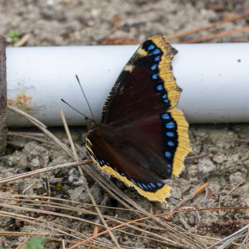 iNaturalist observation photo of Mourning Cloak